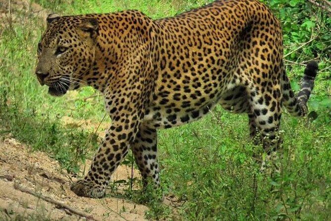 Yala National Park Safari | From Ella - What You’ll Experience & Why It Matters