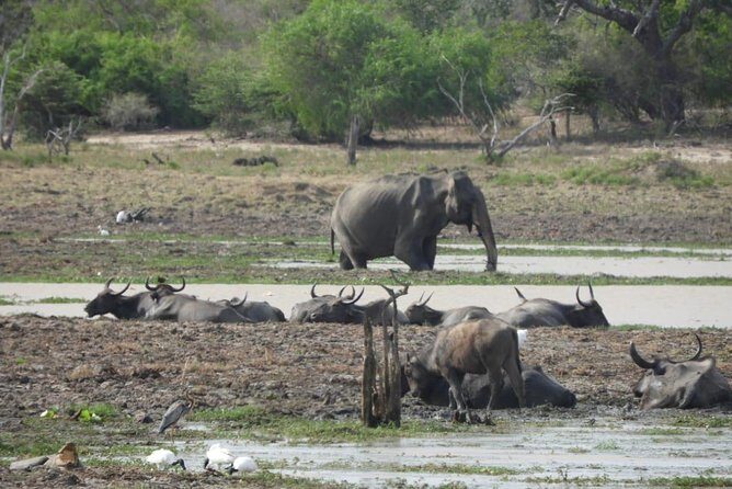 Yala National Park Safari | From Ella - FAQs