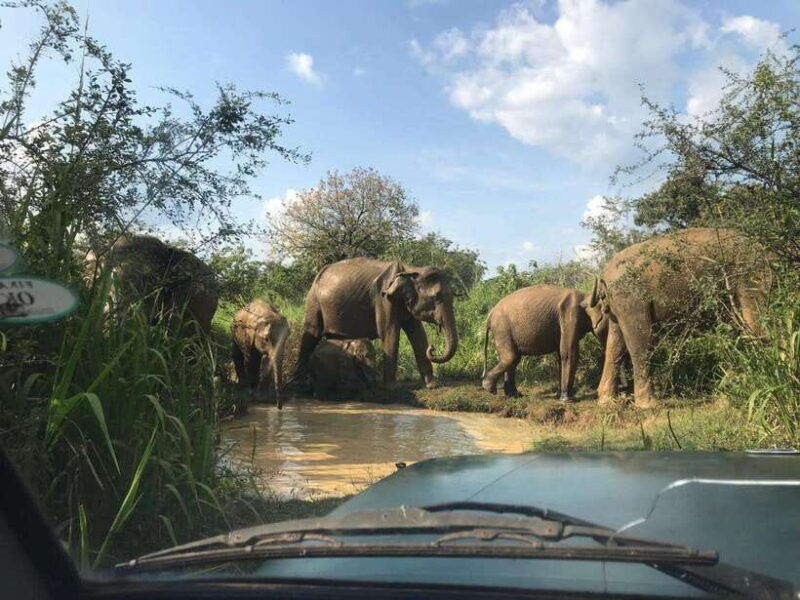 yala-national-park-safari-from-ella-jeep
