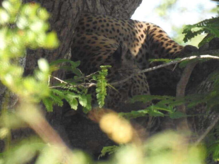 yala-national-park-safari-from-ella-jeep