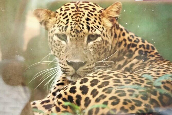 Yala National Park Safari from Hambantota Port - Key Points