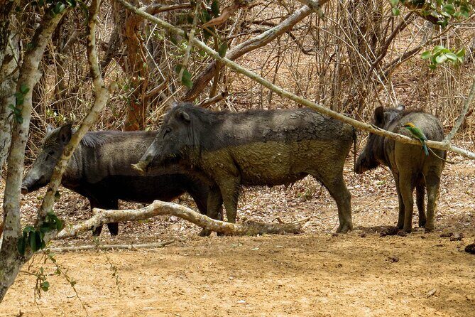 Yala National Park Safari from Hikkaduwa - Why This Tour Is Worth It