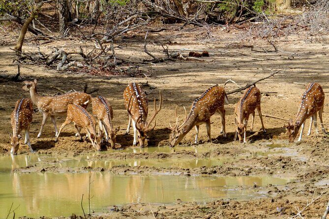 Yala National Park Safari from Hikkaduwa - Final Thoughts: Who Should Consider This Safari?