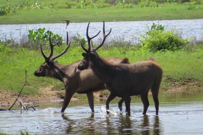 Yala National Park Safari from Hikkaduwa - FAQ