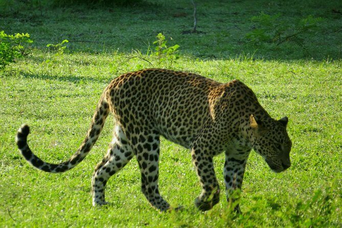 Yala National Park Safari from Mirissa - Who Will Enjoy This Tour?