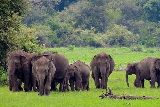 Yala National Park Safari from Mirissa - The Sum Up