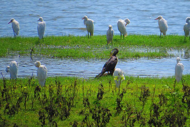 Yala National Park Safari from Mirissa - FAQ