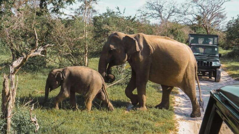 yala-national-park-safari-from-tangalle
