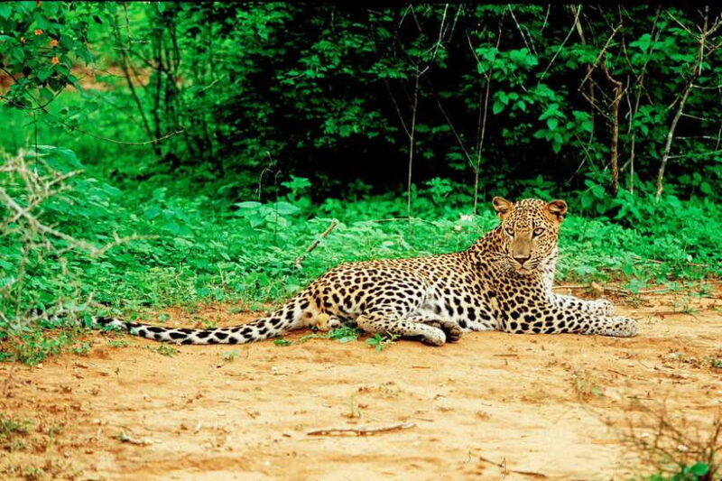 yala-national-park-safari-from-tangalle