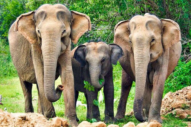 Yala National Park Safari from Udawalawe - Key Points