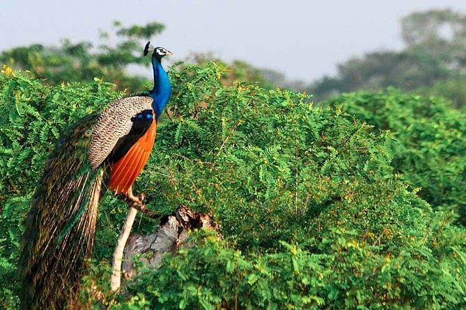 Yala National Park Safari from Udawalawe - An In-Depth Look at the Yala Safari from Udawalawe