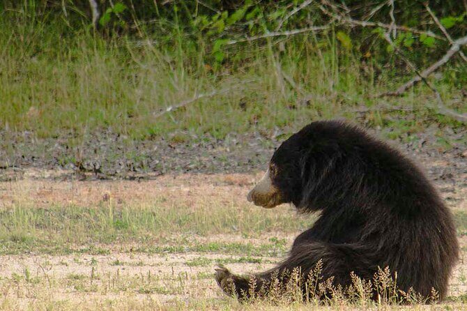 Yala National Park Safari from Weligama - The Experience on the Ground