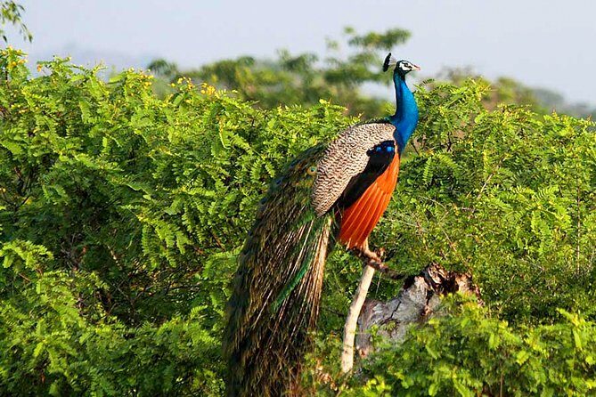 Yala National Park Safari from Weligama - Final Thoughts: Who Is This Tour Best For?