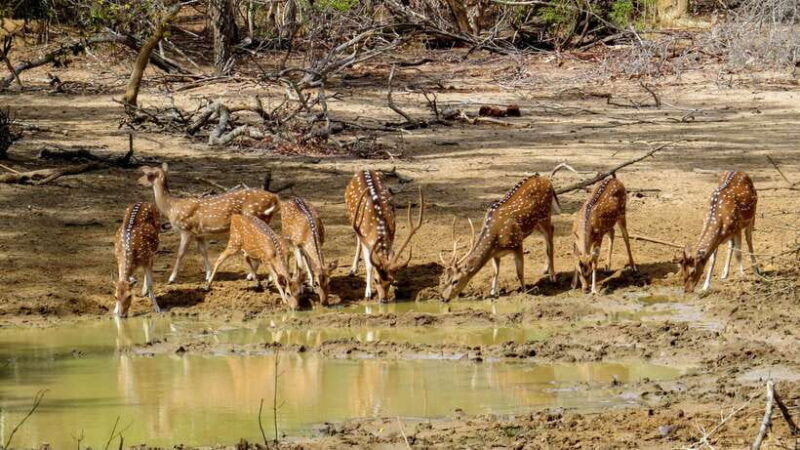 yala-national-park-safari-from-weligama