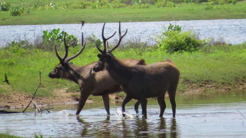 yala-national-park-safari-from-weligama