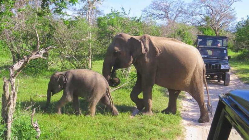 yala-national-park-safari-from-weligama