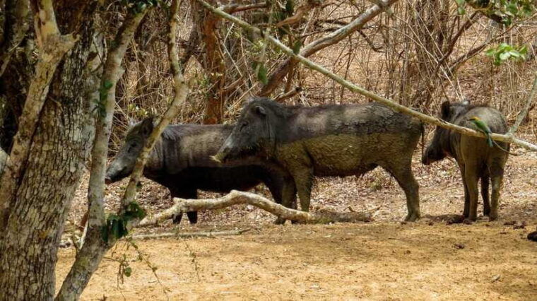 yala-national-park-safari-from-weligama