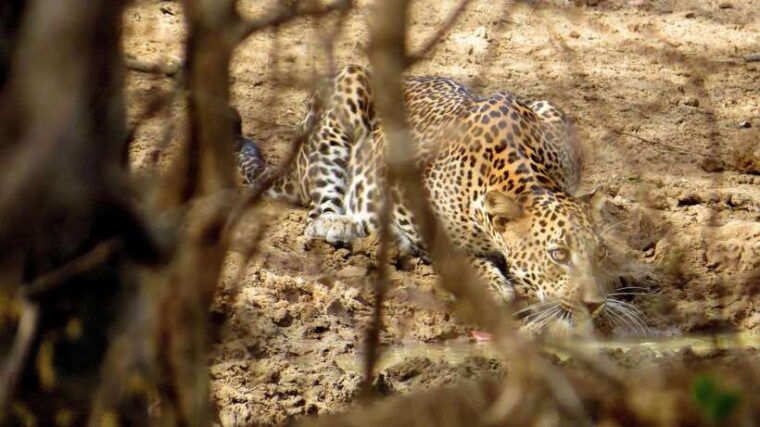 yala-national-park-safari-from-weligama