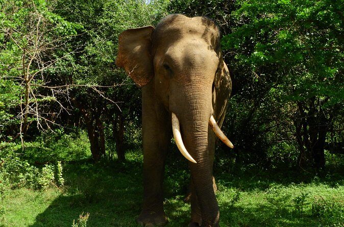 Yala National Park Safari Half Day and Full Day Tours - Pricing and Value