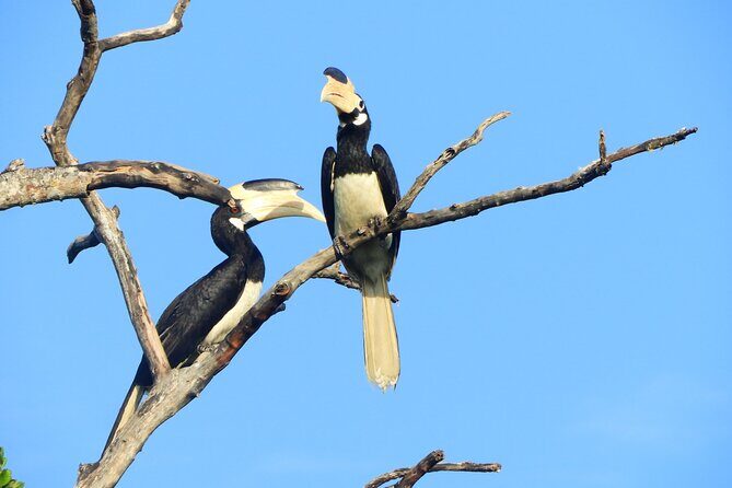 Yala National Park Safari Half Day and Full Day Tours - The Sum Up: Who Should Book This Safari?