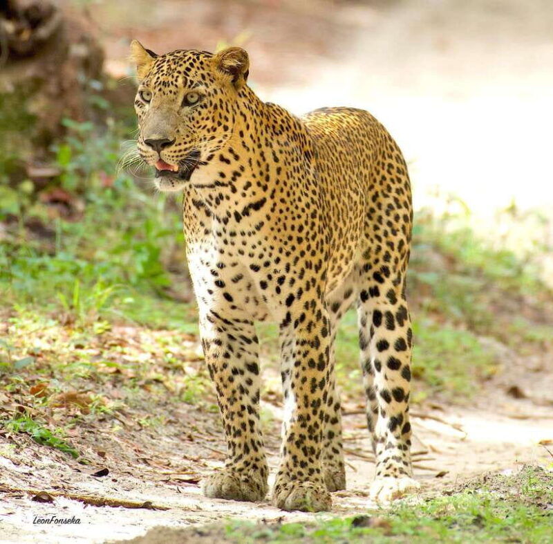 yala-national-park-safari-half-day-or-full-day-tours