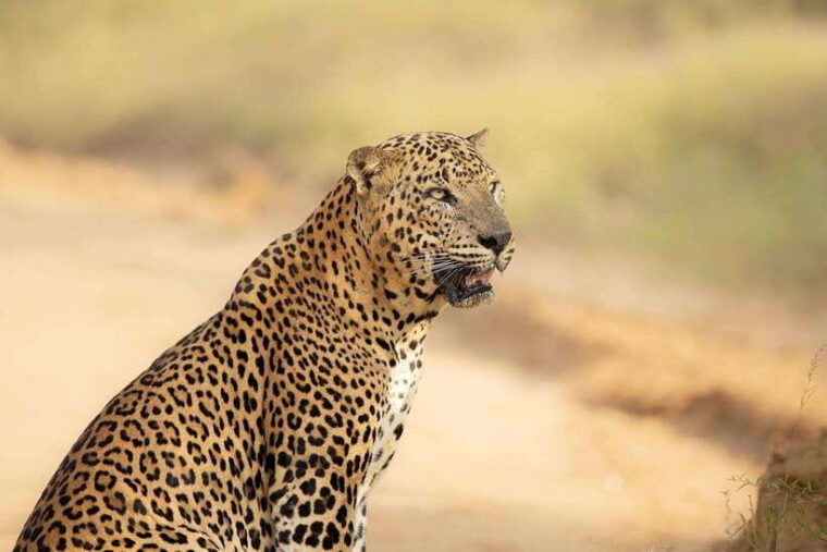 yala-national-park-safari-half-day-or-full-day-tours