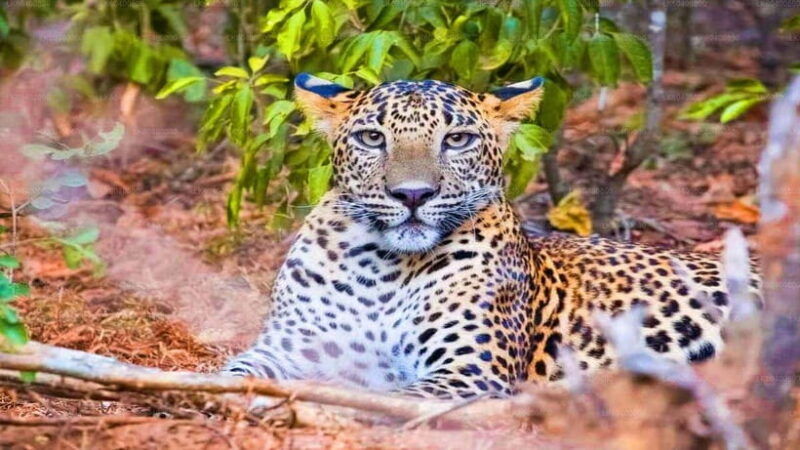 yala-national-park-safari-half-day-safari-guided-adventure
