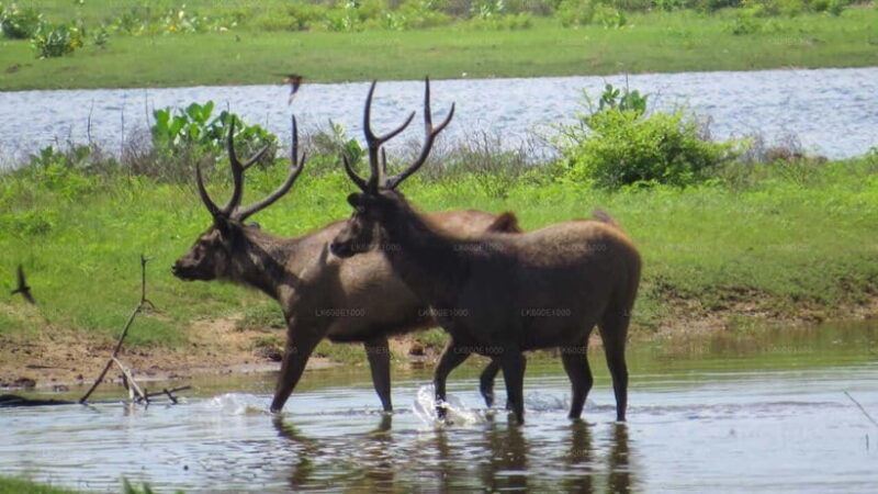 yala-national-park-safari-half-day-safari-guided-adventure