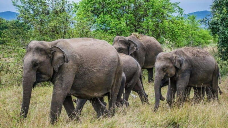 yala-national-park-safari-half-day-safari-guided-adventure
