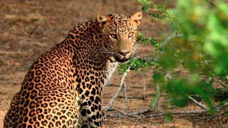 yala-national-park-safari-half-day-safari-guided-adventure