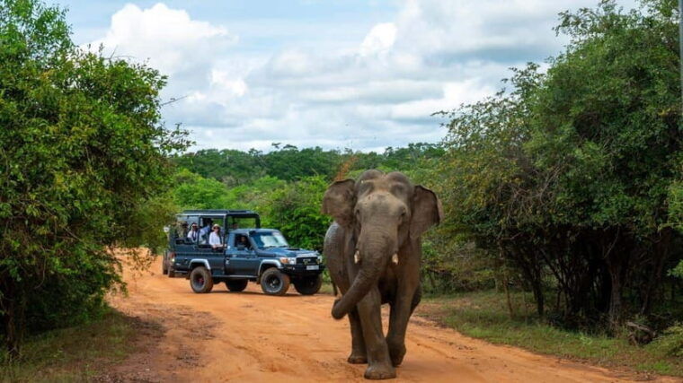 yala-national-park-safari-half-day-safari-guided-adventure