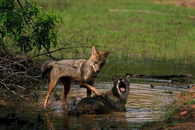 Yala National Park Safari - Private Tour - Final Thoughts