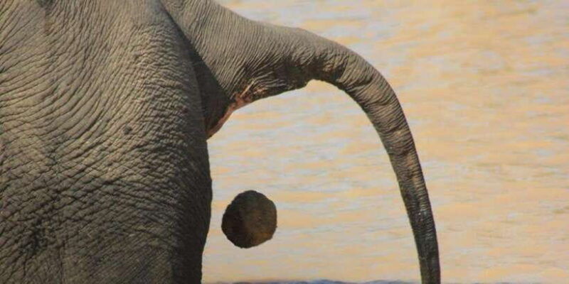 yala-national-park-safari-tour-7-hours-or-full-day-tour