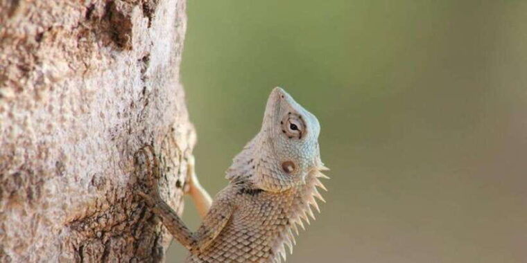 yala-national-park-safari-tour-7-hours-or-full-day-tour