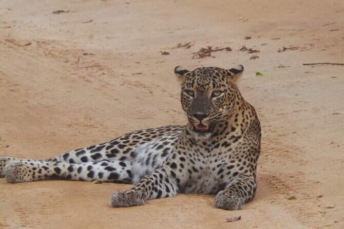 Yala National Park Safari Tour From Hambantota Port - Key Points