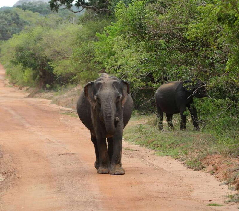 yala-national-park-safari-tour-from-hambantota-port