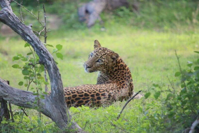 yala-national-park-safari-tour-from-hambantota-port