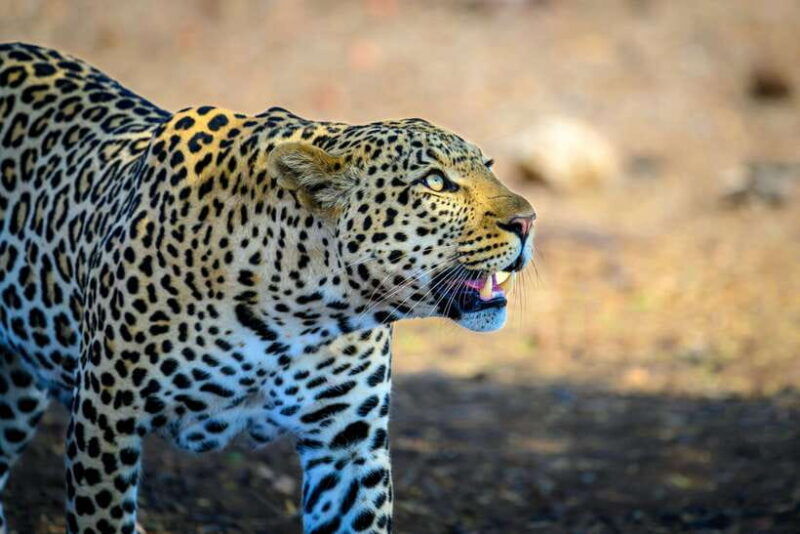 yala-national-park-safari-tour-from-hambantota-port