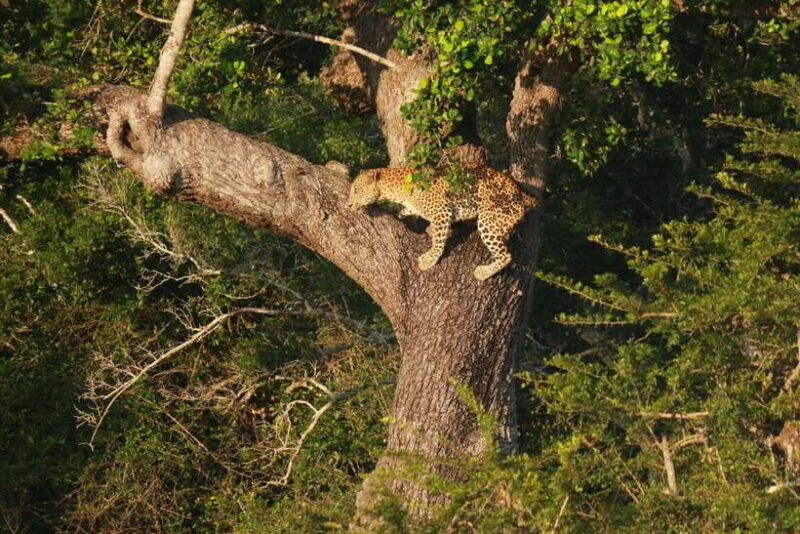 yala-national-park-safari-tour-from-hambantota-port