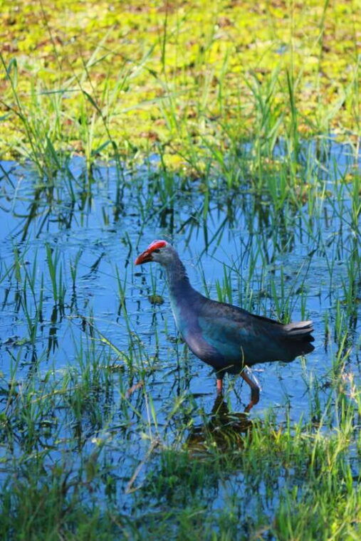 yala-national-park-safari-tour-from-hambantota-port