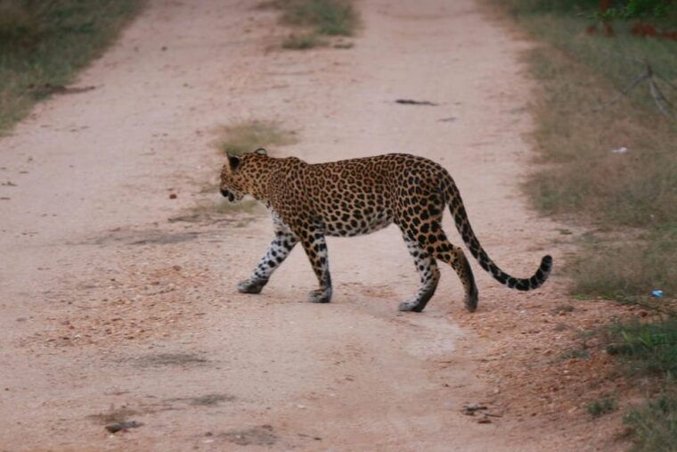 yala-national-park-safari-tour-from-hambantota-port