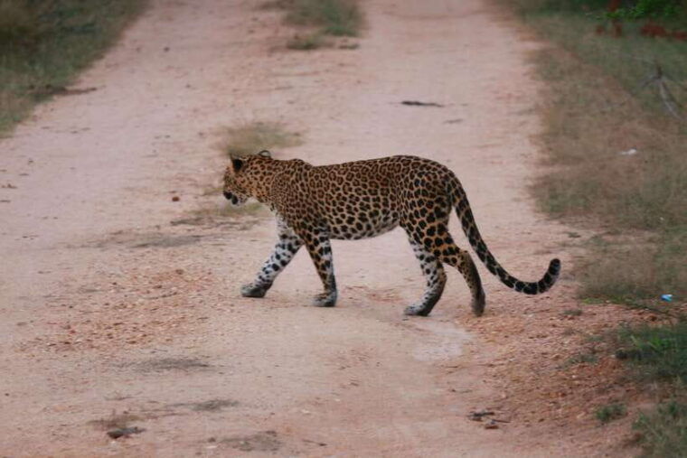yala-national-park-safari-tour-from-hambantota-port