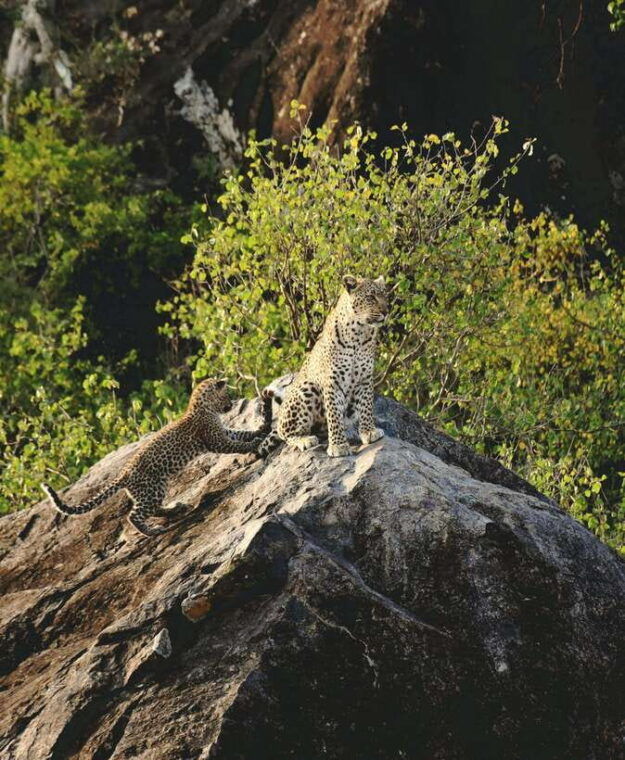 yala-national-park-safari-tour-from-hambantota-port