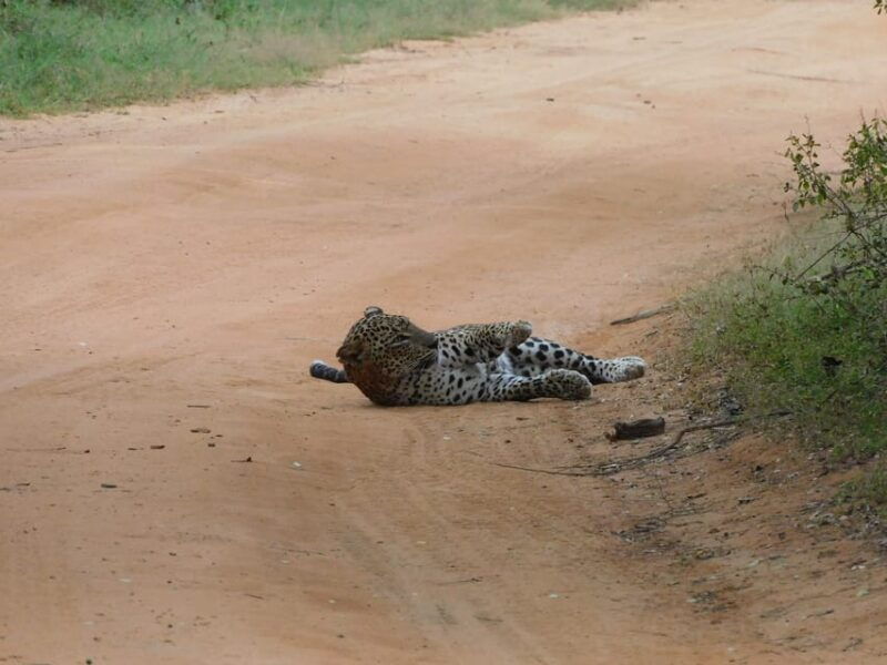 yala-national-park-safari-tours-7-hours-12-hours