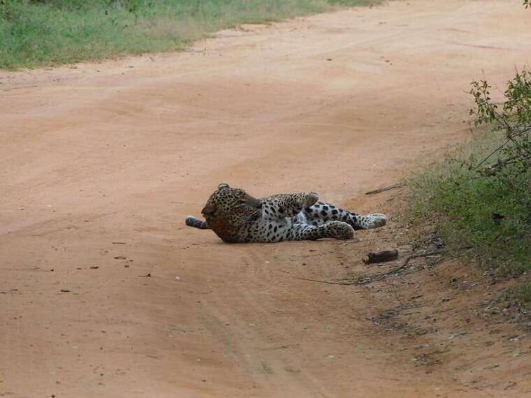 yala-national-park-safari-tours-7-hours-12-hours