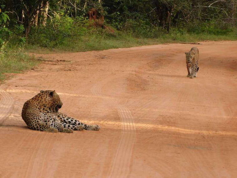 yala-national-park-safari-tours-7-hours-12-hours