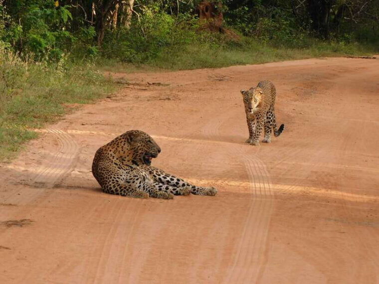 yala-national-park-safari-tours-7-hours-12-hours