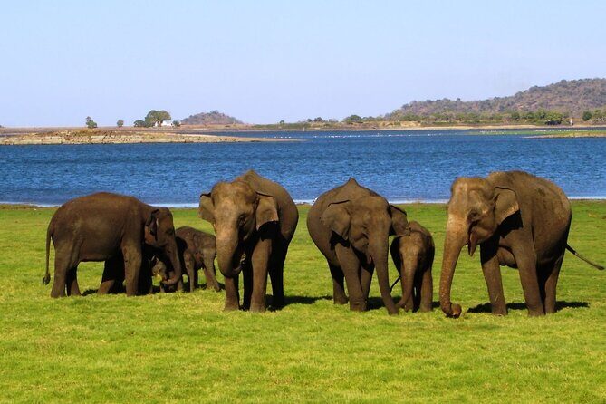 Yala National Park Safari Tours - The Itinerary: What to Expect from the Tour