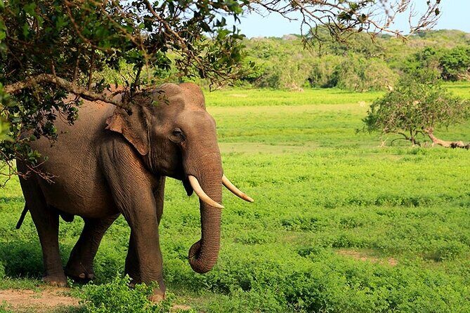 Yala National Park Safari Tours - Value for Money: Is It Worth It?