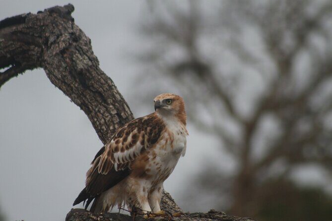 Yala National Park Safari Tours - The Experience: What You’ll Love